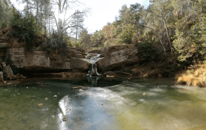 GORG 6 COLOMER PETIT